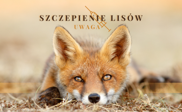 Informacja nt. szczepienia lisów wolnożyjących przeciwko wściekliźnie